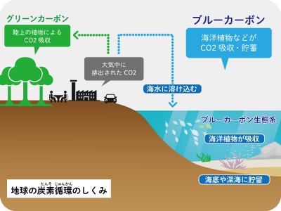 ブルーカーボン