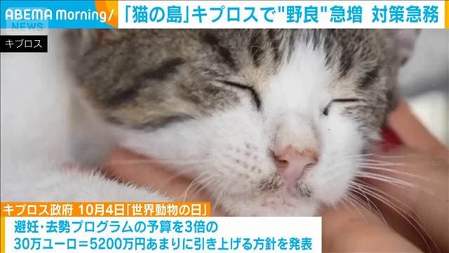 メイン記事画像