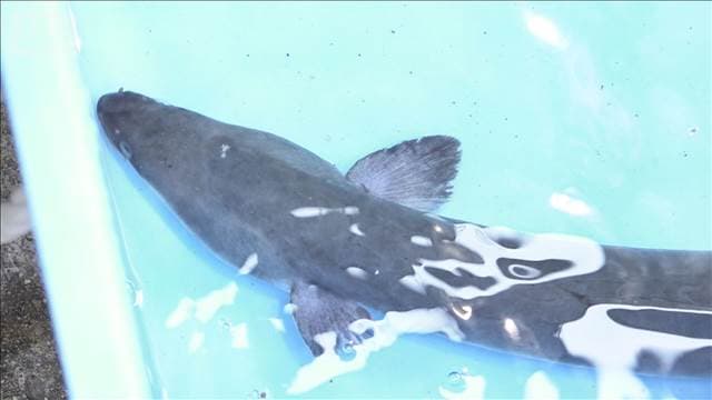 メイン記事画像