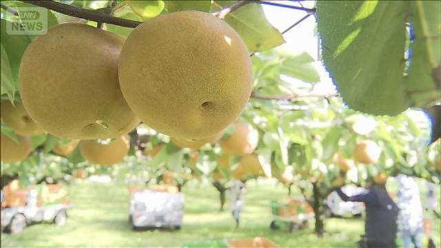 メイン記事画像