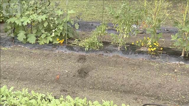 メイン記事画像