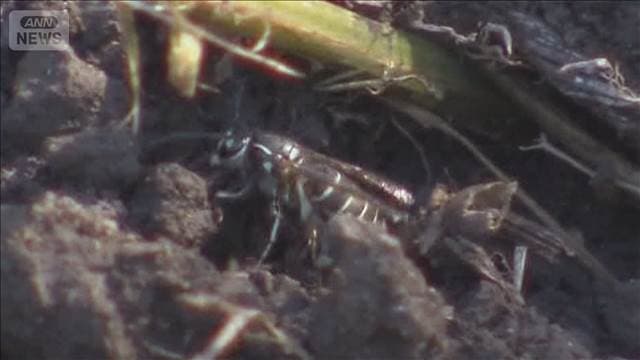 メイン記事画像