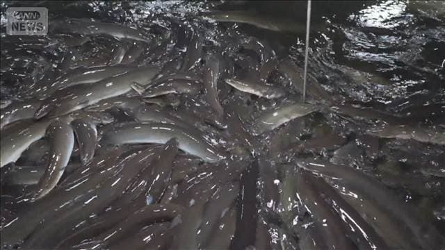 メイン記事画像