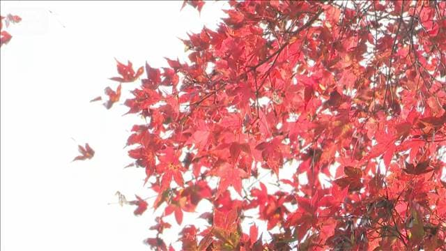 メイン記事画像