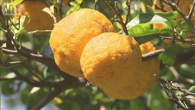 メイン記事画像