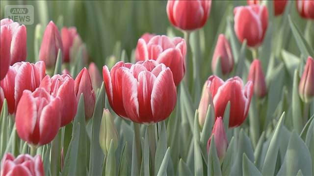 メイン記事画像