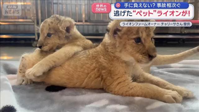 メイン記事画像