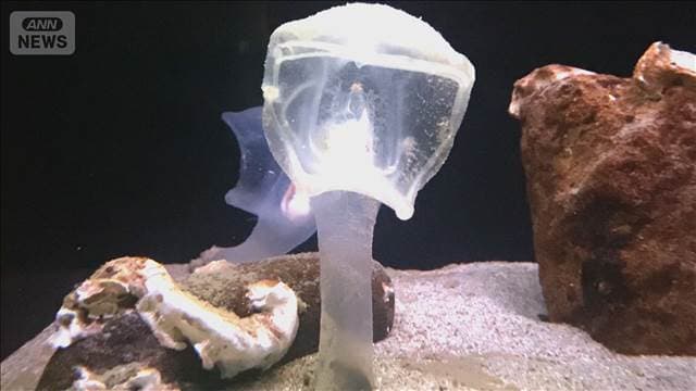 メイン記事画像