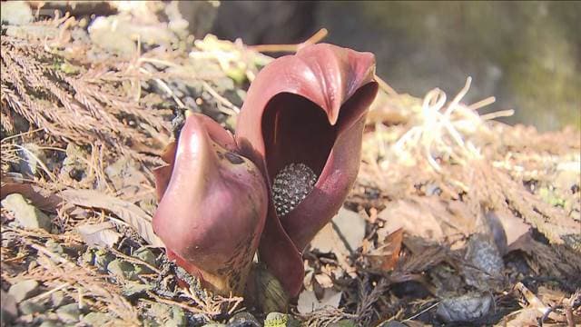 メイン記事画像