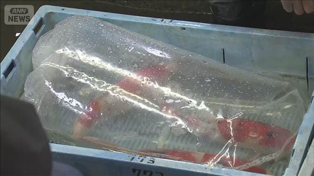 メイン記事画像