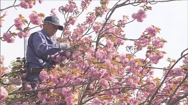 メイン記事画像