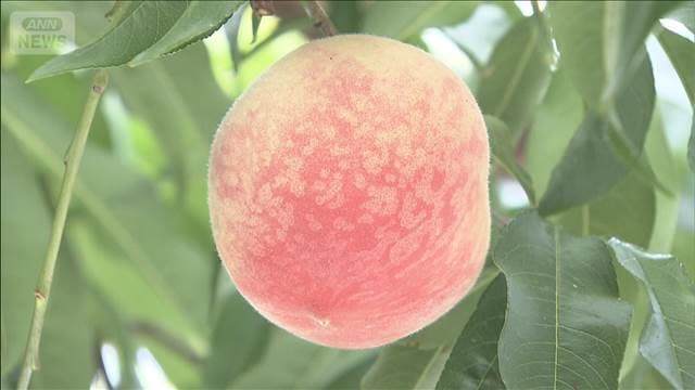 メイン記事画像