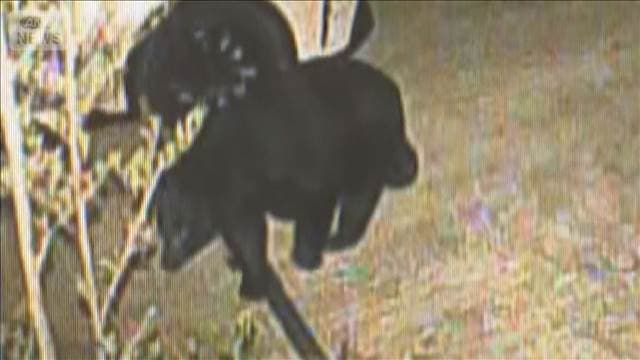 メイン記事画像