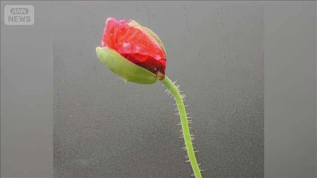 メイン記事画像