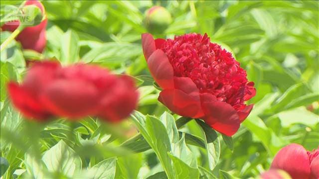 メイン記事画像