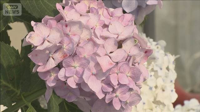 メイン記事画像