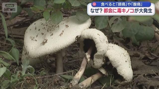メイン記事画像