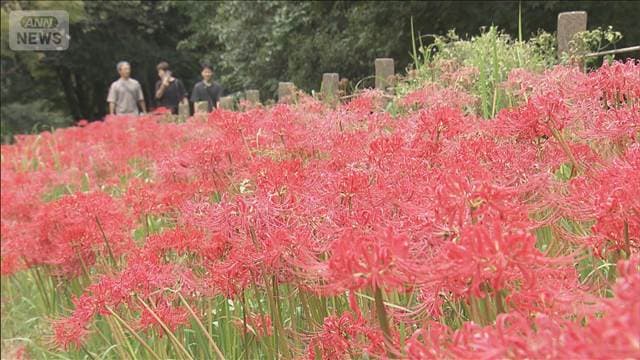 メイン記事画像