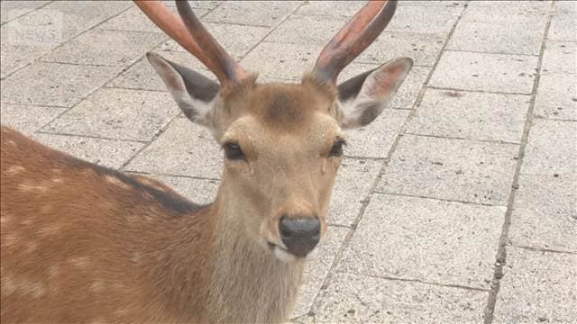 メイン記事画像