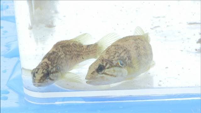 メイン記事画像