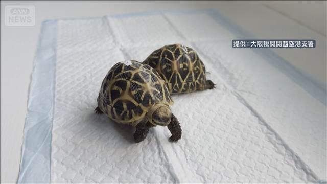 メイン記事画像