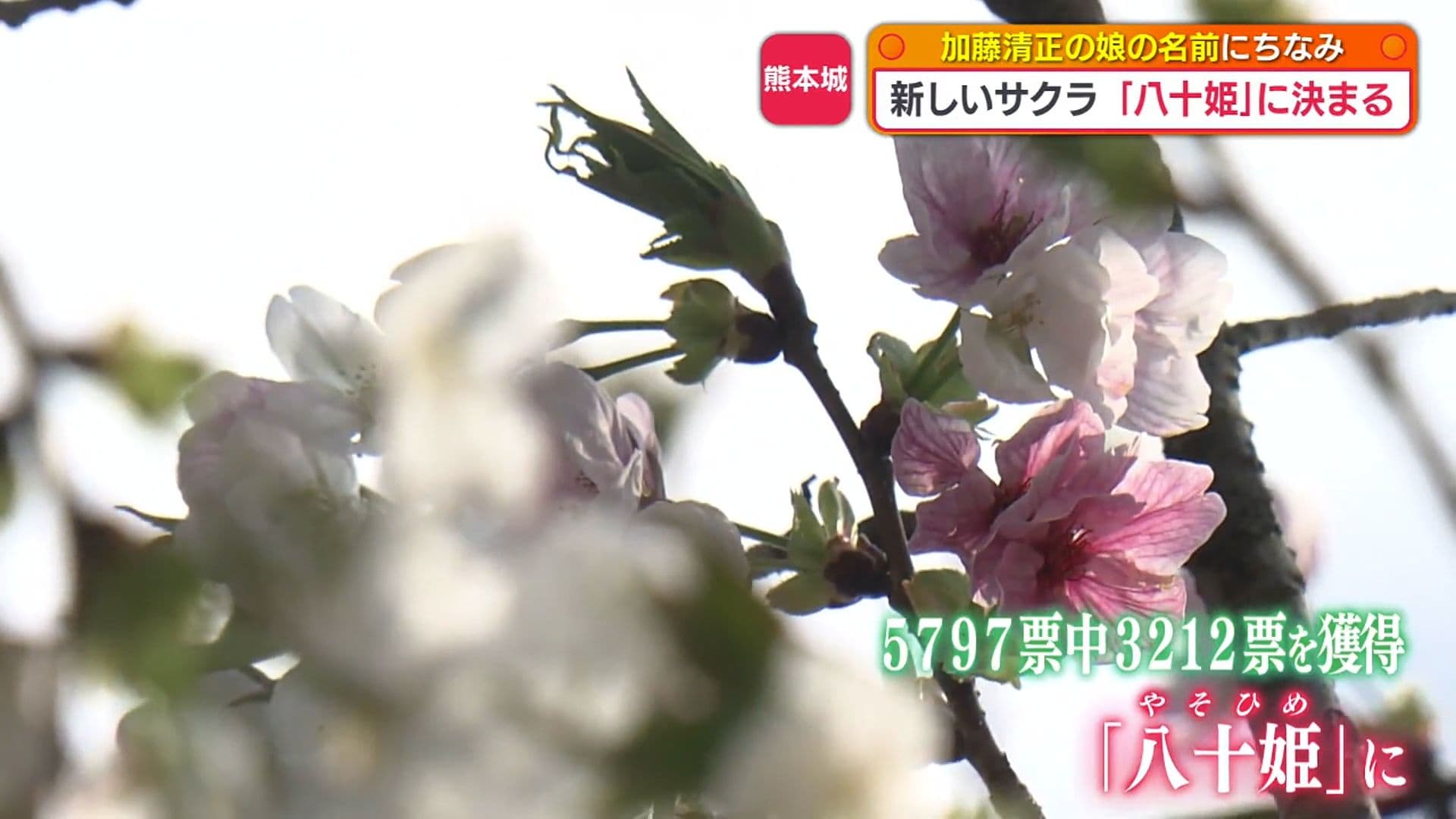 写真4