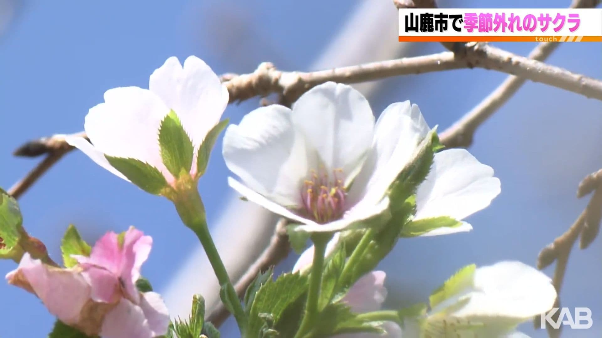 メイン記事画像