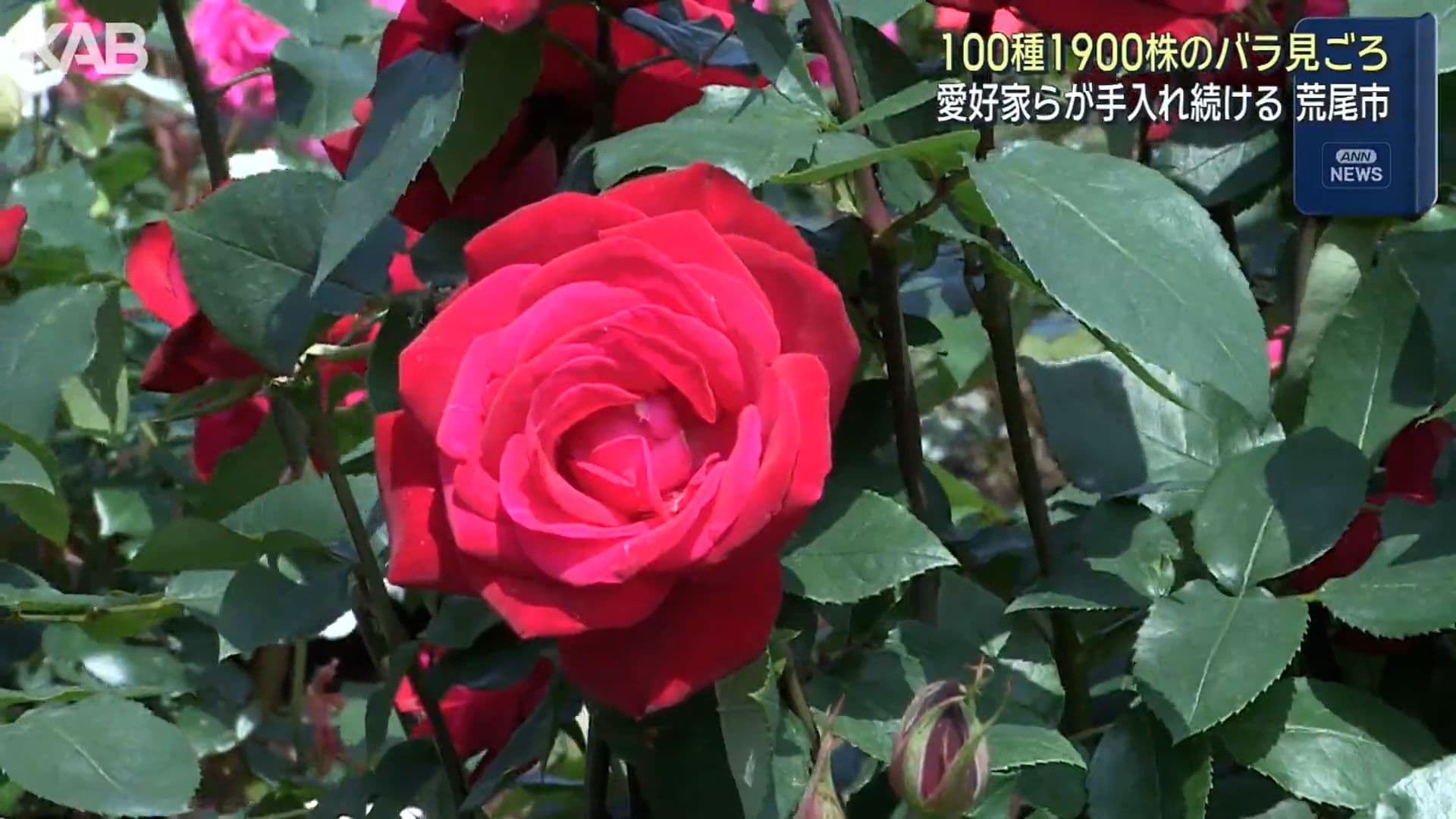 写真5