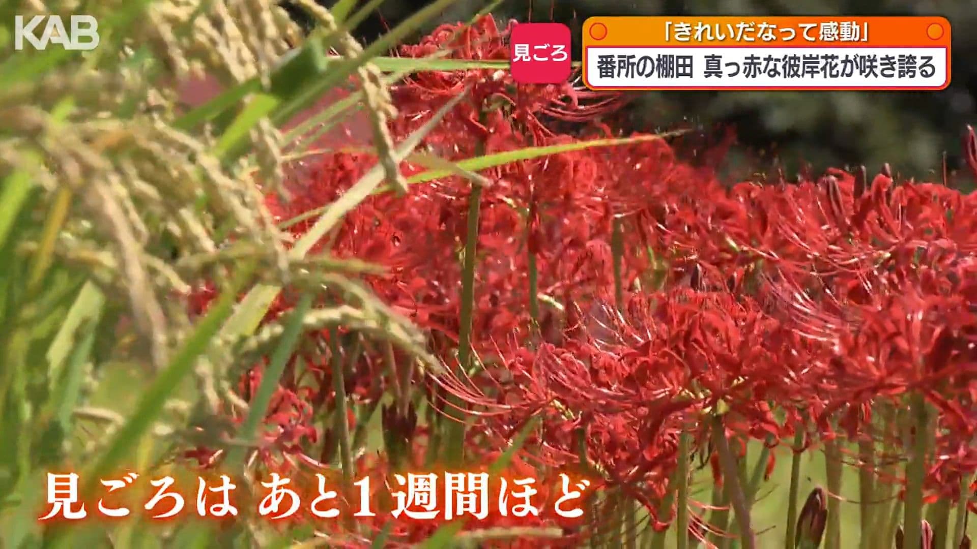写真10