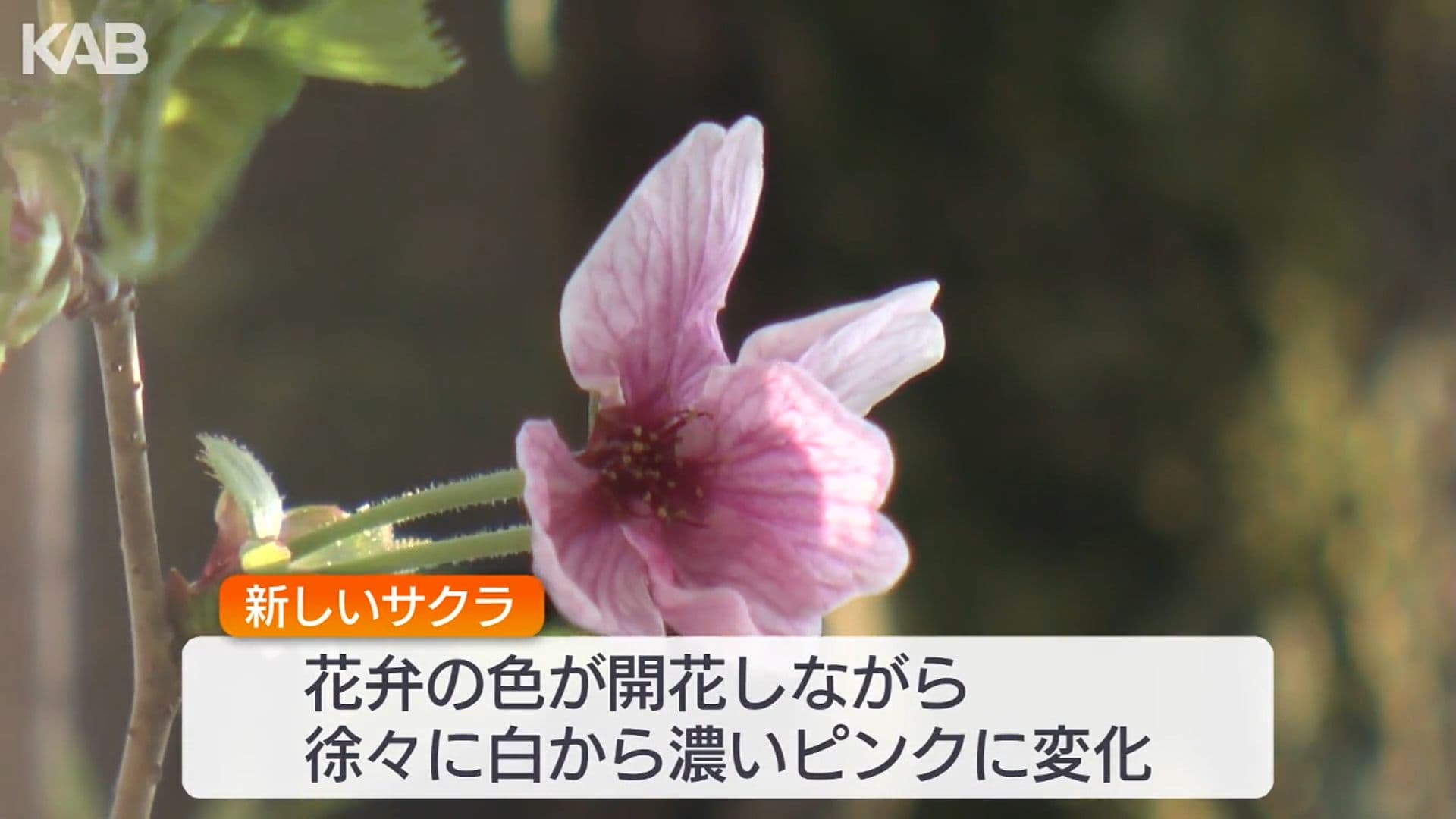 写真3