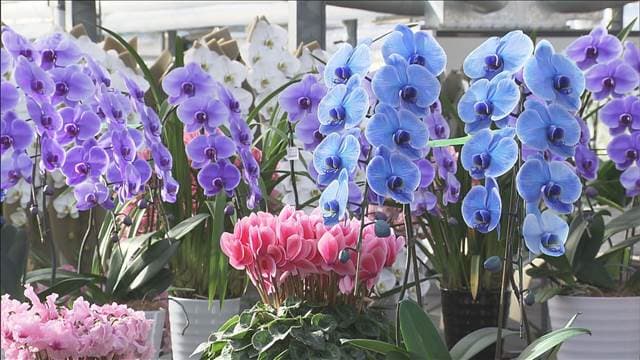 メイン記事画像