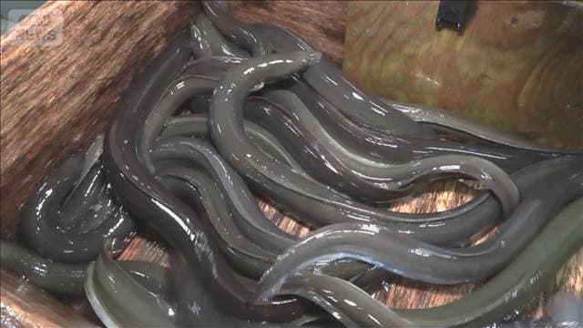 メイン記事画像