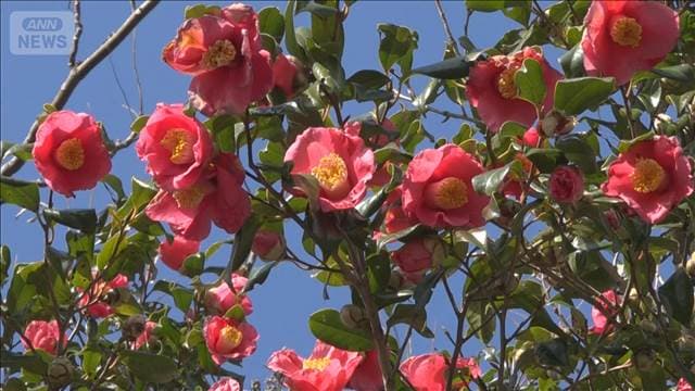 メイン記事画像