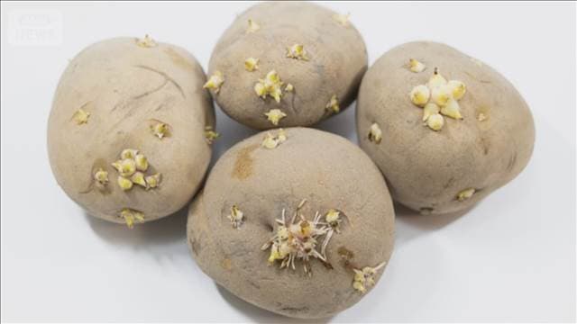 メイン記事画像