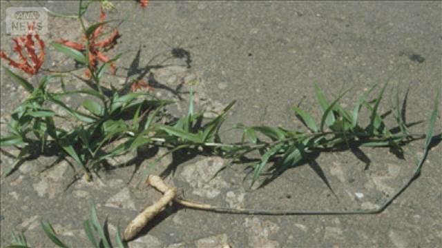 メイン記事画像