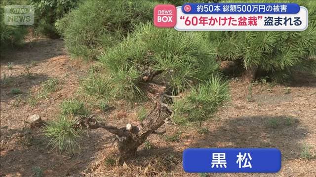 メイン記事画像