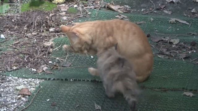 メイン記事画像