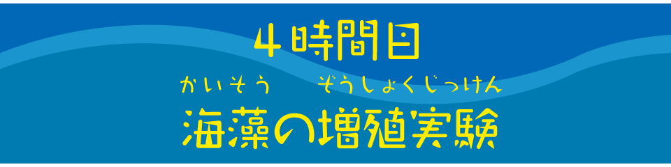 海藻の増殖実験