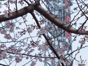 桜