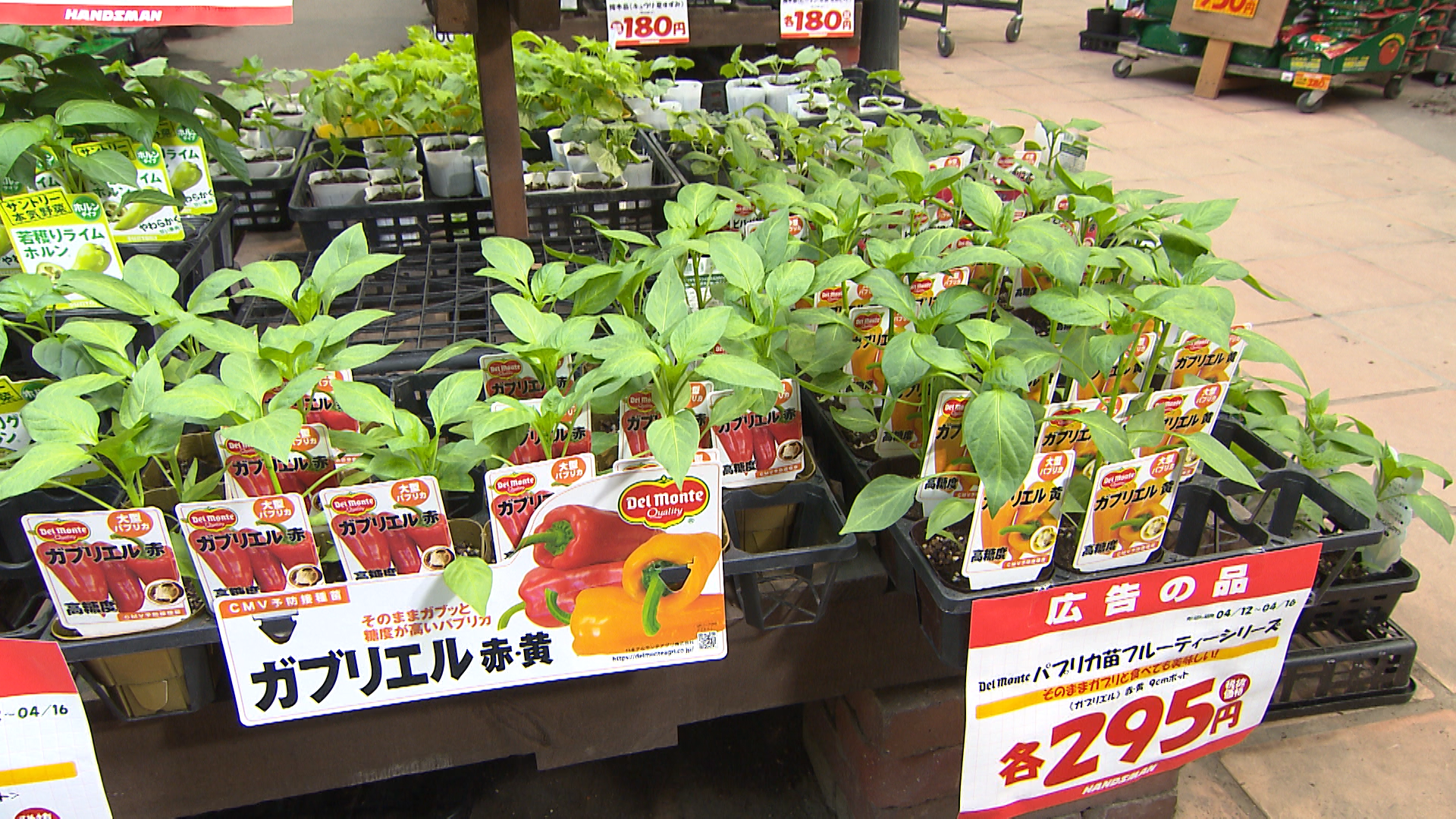 くまパワ 18年4月28日 土 イマコレ ハンズマン 花苗 野菜苗 くまパワ 18年4月28日 土 イマコレ ハンズマン 花苗 野菜苗