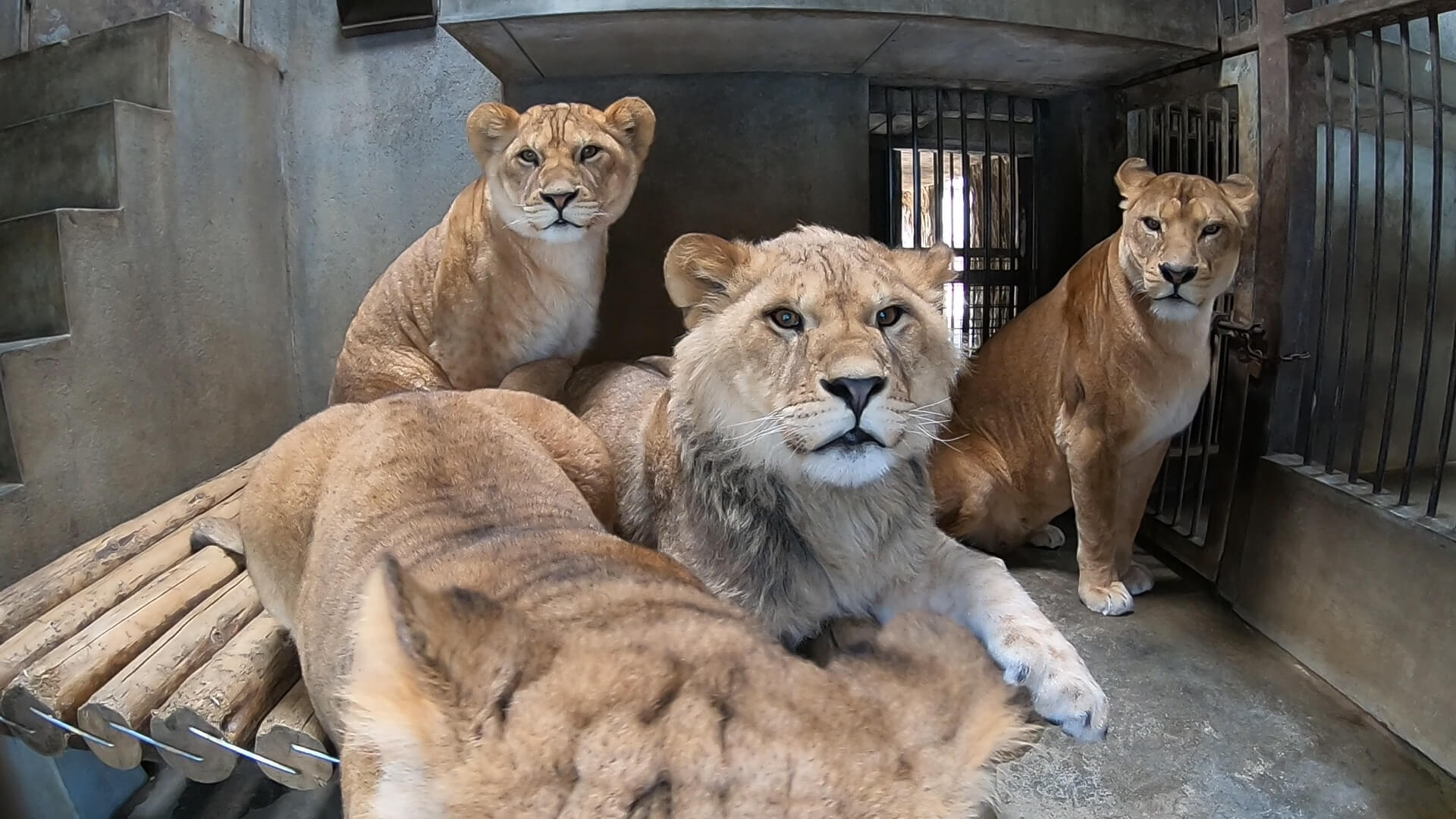 くまパワ 年5月16日 土 熊本市動植物園 Zoo Channel にらっきょ参戦