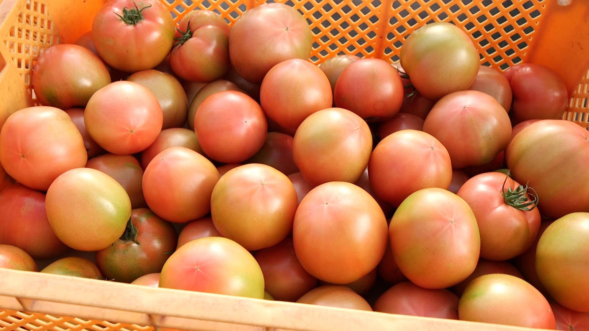 伴都美子とagri De キッチン 年1月12日 日 Jaやつしろ トマト