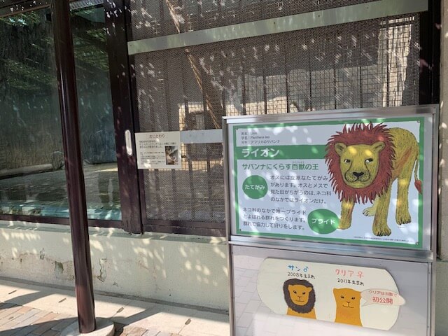 くまパワj 19年6月10日 月 旬感 中継 熊本市動植物園で生まれたライオンの赤ちゃん くまパワj 19年6月10日 月 旬感 中継 熊本市動植物園で生まれたライオンの赤ちゃん