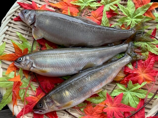 くまパワj 19年10月25日 金 旬感 中継 甲佐町やな場