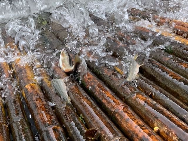 くまパワj 19年10月25日 金 旬感 中継 甲佐町やな場