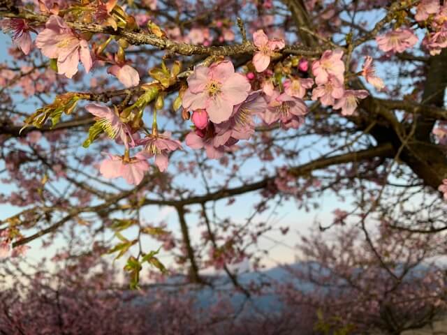 くまパワj 年3月6日 金 旬感 中継 南阿蘇の河津桜が見頃 熊本県野外劇場アスペクタ