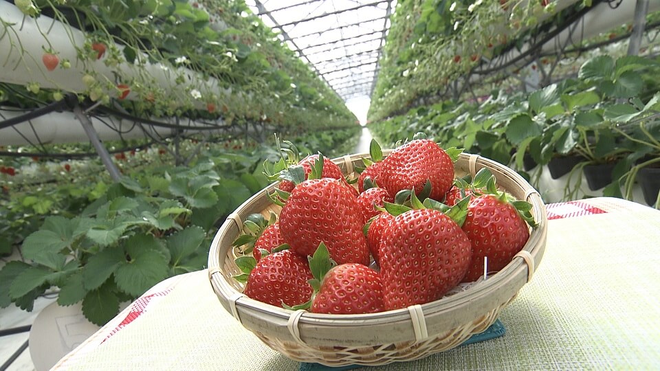くまパワ 年12月23日 水 きょうくま 週末限定オープン 阿蘇健康農園イチゴ狩り