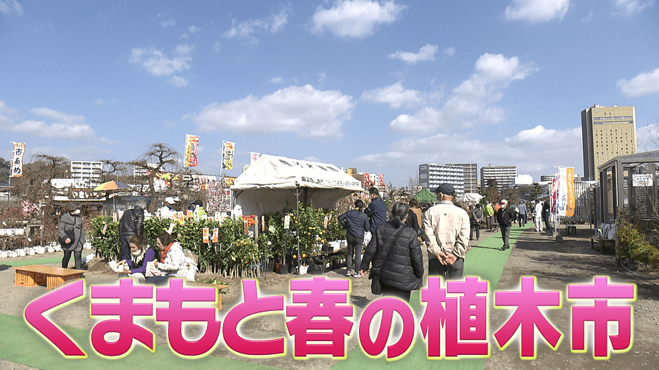 くまパワ 21年2月8日 月 きょうくま くまもと春の植木市 今日から開幕 くまパワ 21年2月8日 月 きょうくま くまもと春の植木市 今日から開幕