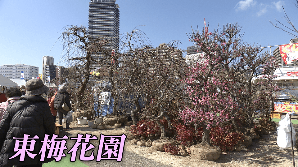 くまパワ 21年2月8日 月 きょうくま くまもと春の植木市 今日から開幕