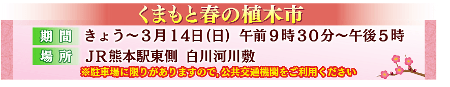くまパワ 21年2月8日 月 きょうくま くまもと春の植木市 今日から開幕
